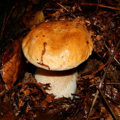 Fotografia di un fungo commestibile