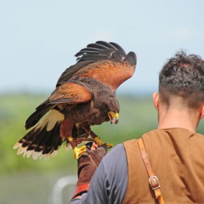 Immagine falconeria Cacciatore con cane - foto tratta dall'archivio fotografico della Provincia di Cuneo