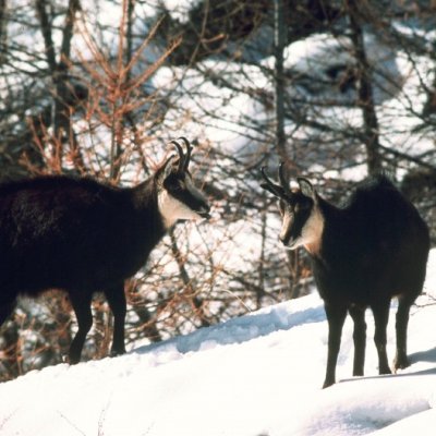 Camoscio (Rupicapra rupicapra) Cacciatore con cane - foto tratta dall'archivio fotografico della Provincia di Cuneo
