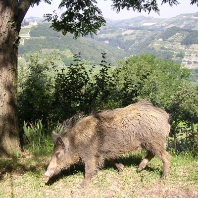 Cinghiale (Sus scrofa) - foto tratta dall'archivio fotografico della Provincia di Cuneo