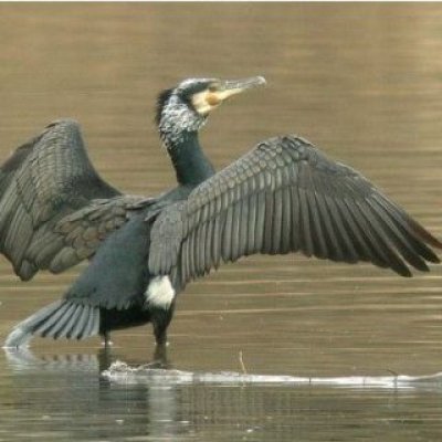 Cormorano