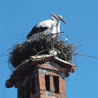 Cicogna bianca (Ciconia ciconia)