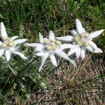 Stella alpina (Lentopodium nivale)