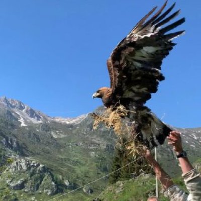 Rilascio di rapace in seguito ad inanellamento 