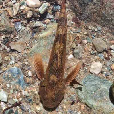 immagine di Scazzone (Cottus gobio)