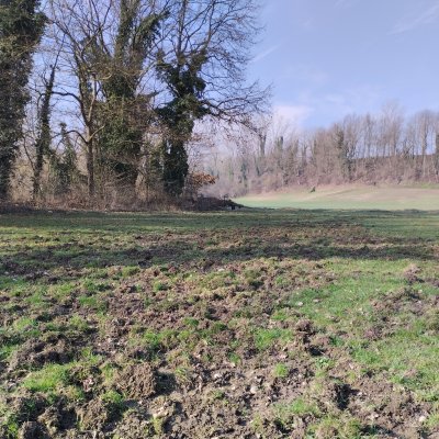 Danni da cinghiale su prato
