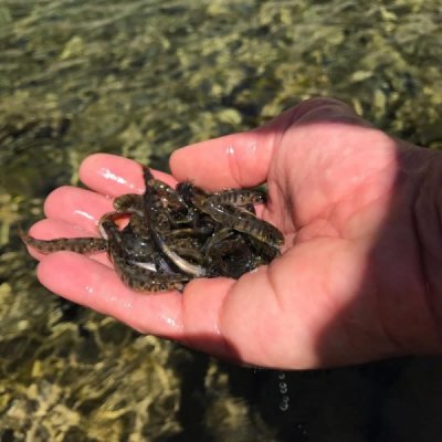 L'immagine rappresenta l'immissione di fauna ittica