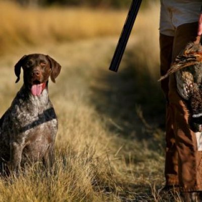 Cane da caccia Cacciatore con cane - foto tratta dall'archivio fotografico della Provincia di Cuneo