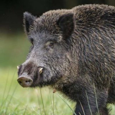Cinghiale (Sus scrofa) - foto tratta dall'archivio fotografico della Provincia di Cuneo