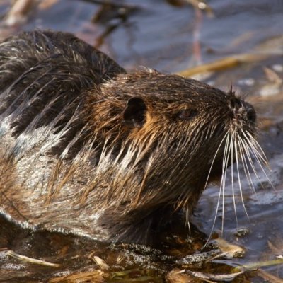 Nutria (Myocastor coypus)