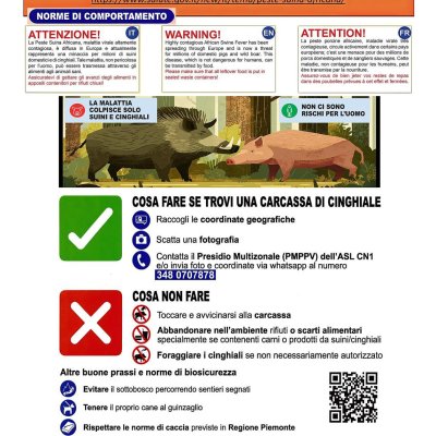 Cinghiale (Sus scrofa) - foto tratta dall'archivio fotografico della Provincia di Cuneo Cinghiale (Sus scrofa)