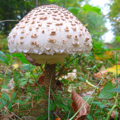Mazza di tamburo (Macroleliota procera) 