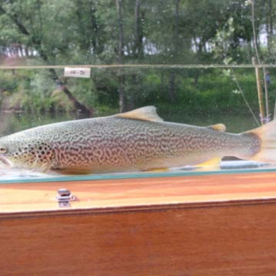 trota marmorata
