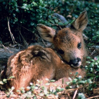 Cucciolo di capriolo - foto tratta dall'archivio fotografico della Provincia di Cuneo Cucciolo di capriolo