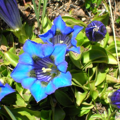 Immagine di flora spontanea