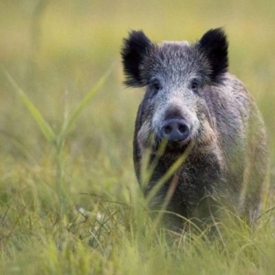 Cinghiale