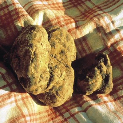 Tartufi